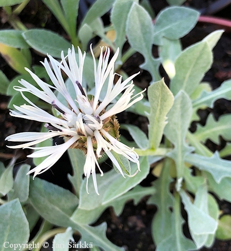 Centaurea pindicola 'Nana' kaunokki